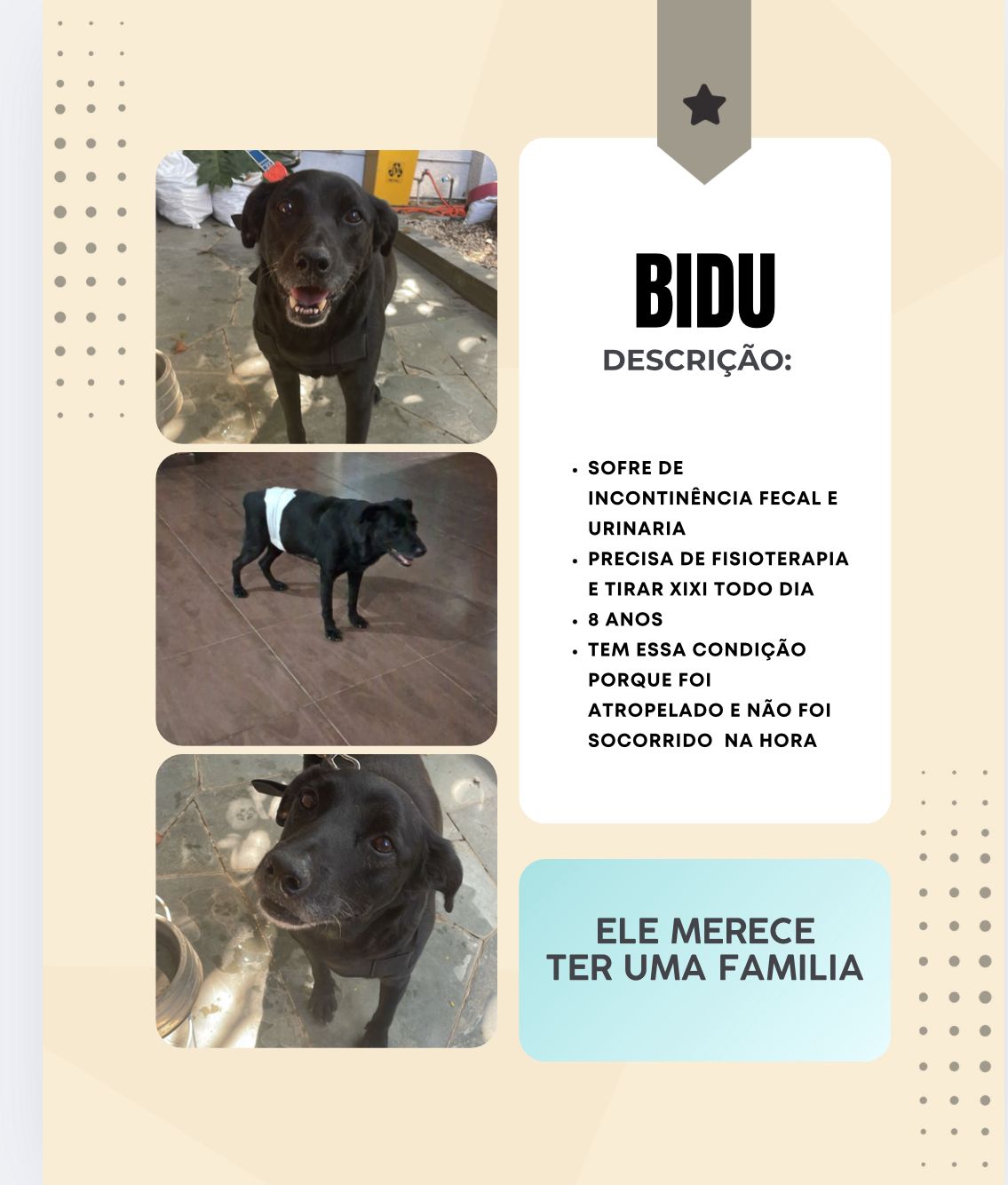 Cachorro Bidu para adoção