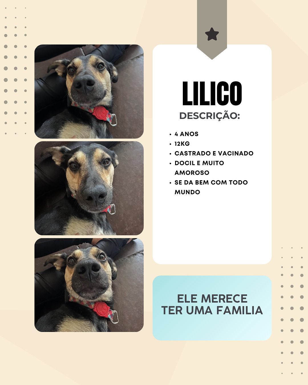 Cachorro Lilico para adoção