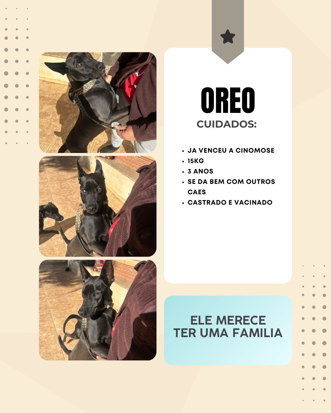 Cachorro Oreo para adoção