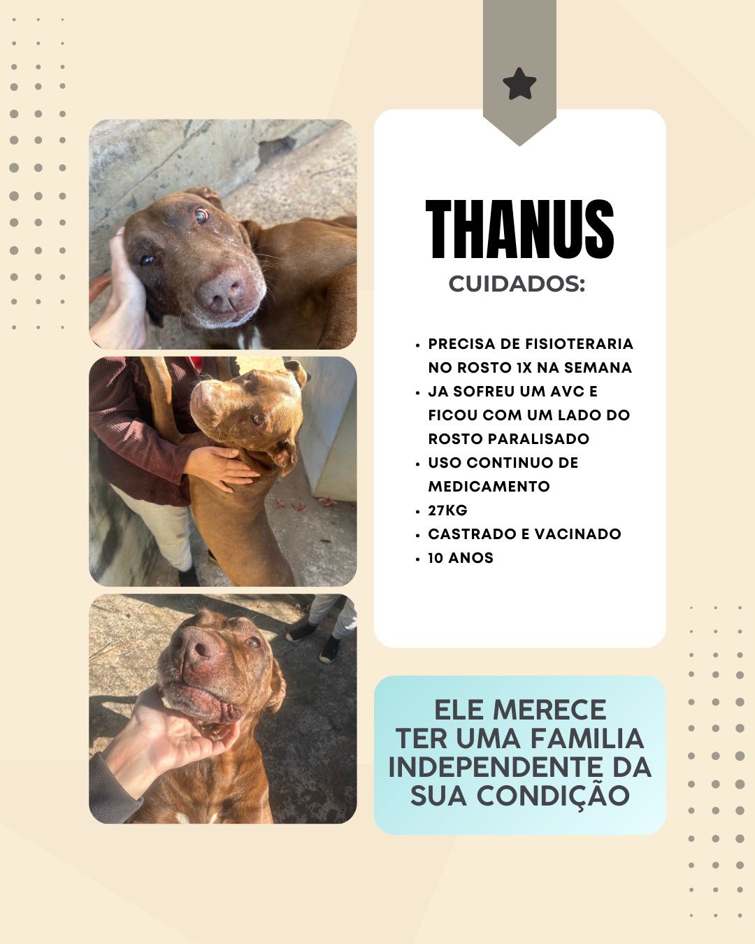 Cachorro Thanus para adoção